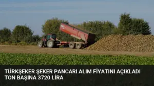 TÜRKŞEKER Şeker Pancarı Alım Fiyatını Açıkladı Ton Başına 3720 Lira