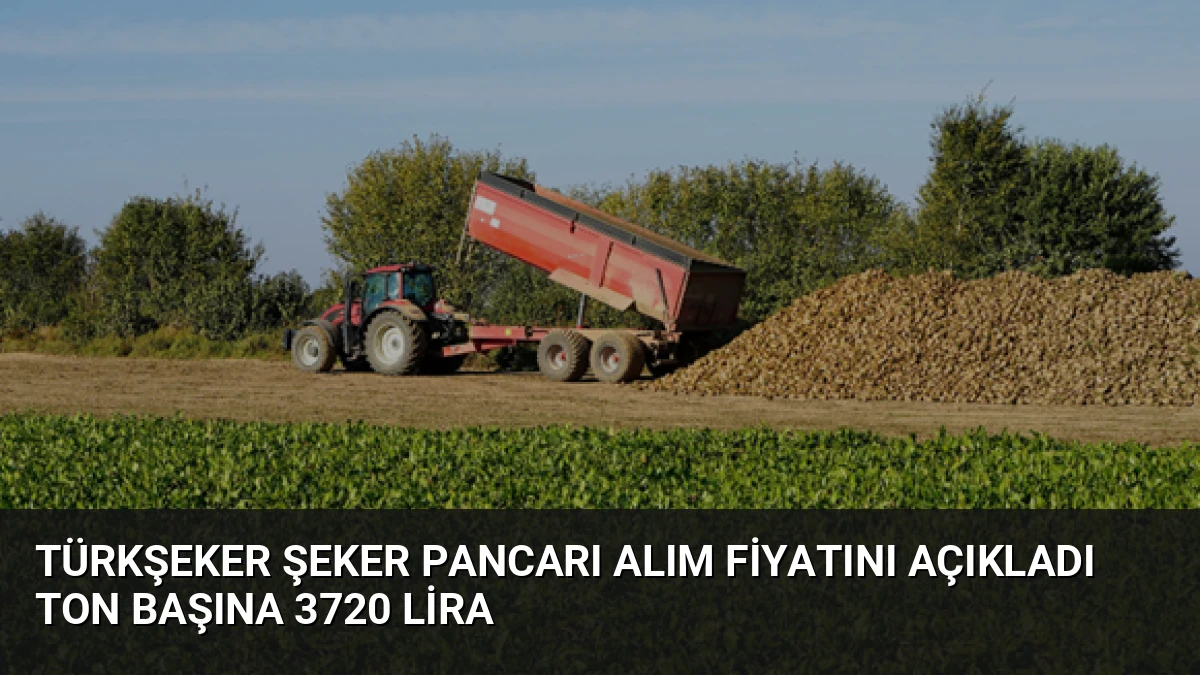 TÜRKŞEKER Şeker Pancarı Alım Fiyatını Açıkladı Ton Başına 3720 Lira